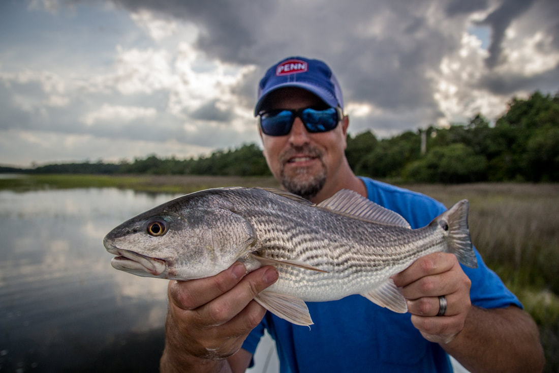 Tailing Redfish - TAILING TIDE GUIDE SERVICE